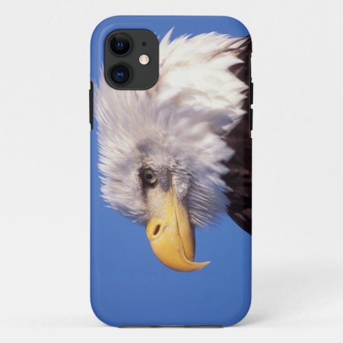 bald eagle Haliaeetus leucocephalus close up 2 iPhone 11 Case