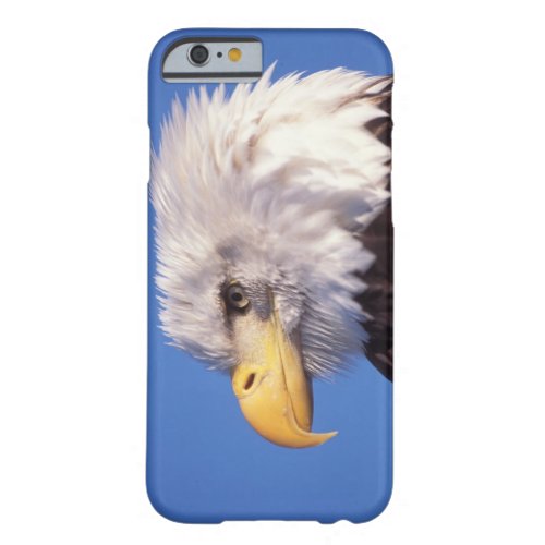 bald eagle Haliaeetus leucocephalus close up 2 Barely There iPhone 6 Case