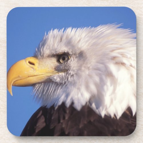 bald eagle Haliaeetus leucocephalus close up 2 Coaster