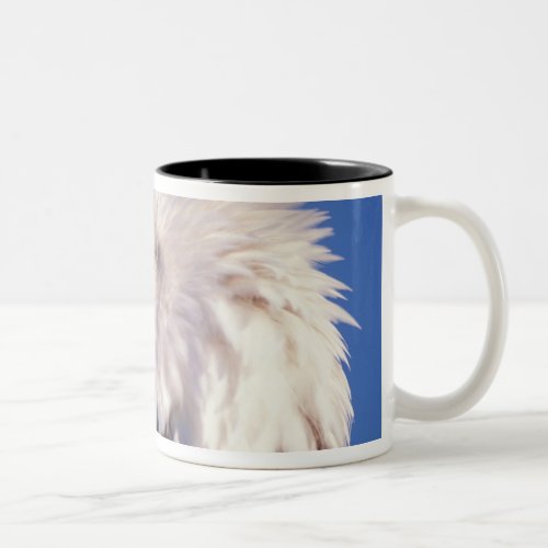 bald eagle Haliaeetus leucocephalus close up 2 Two_Tone Coffee Mug
