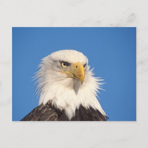 bald eagle Haliaeetus leucocephalus close up Postcard