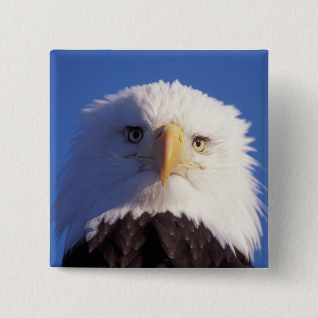 bald eagle, Haliaeetus leucocephalus, head shot, Button (Front)