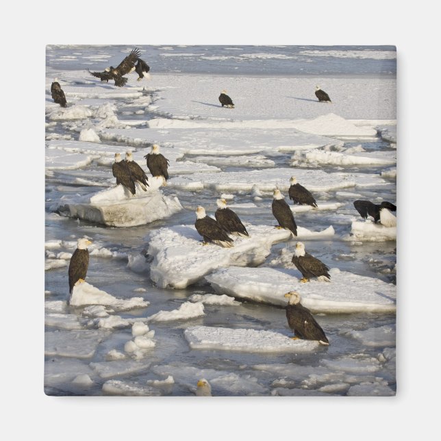 Bald Eagle, Haliaeetus leucocephalus, Homer, 2 Magnet (Front)