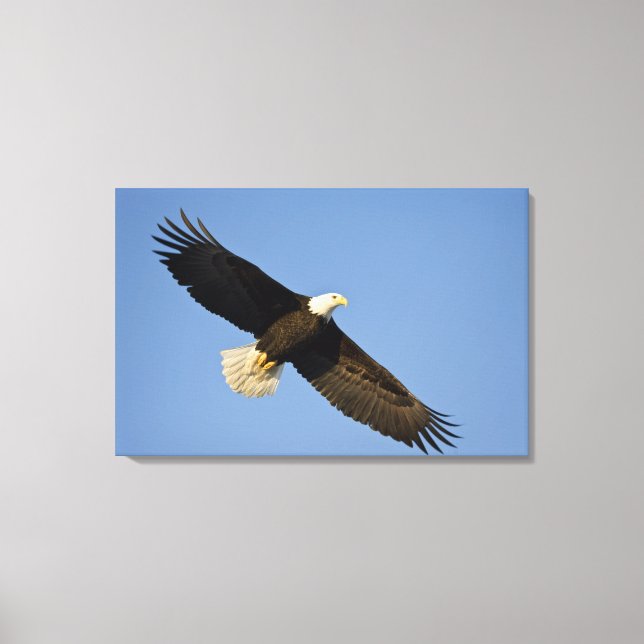 Bald Eagle, Haliaeetus leucocephalus, Homer, 4 Canvas Print (Front)