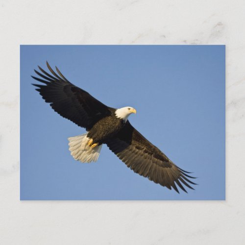 Bald Eagle Haliaeetus leucocephalus Homer 4 Postcard