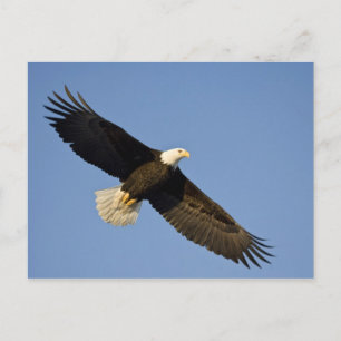 Bald Eagle, Haliaeetus leucocephalus, Homer, 4 Postcard