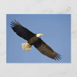 Bald Eagle, Haliaeetus leucocephalus, Homer, 4 Postcard