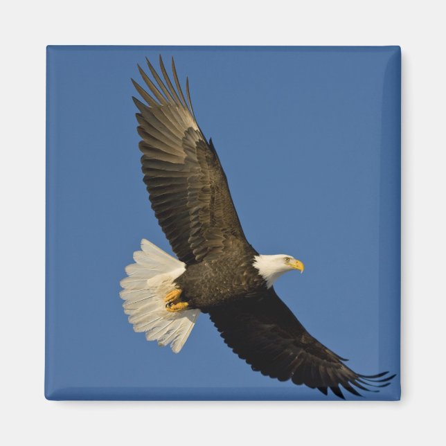 Bald Eagle, Haliaeetus leucocephalus, Homer, Magnet (Front)
