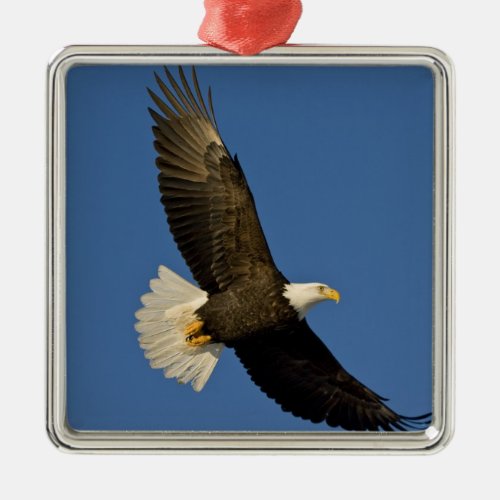 Bald Eagle Haliaeetus leucocephalus Homer Metal Ornament