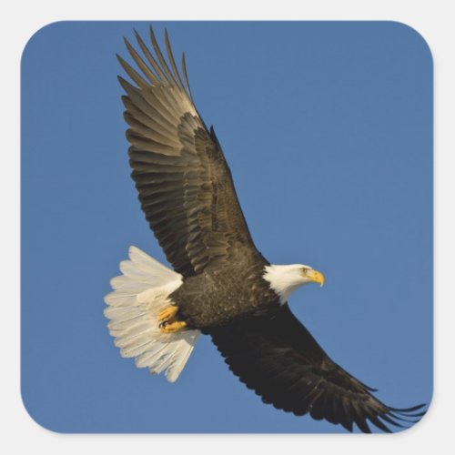 Bald Eagle Haliaeetus leucocephalus Homer Square Sticker