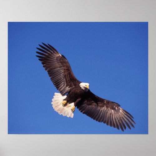 bald eagle Haliaeetus leucocephalus in flight 3 Poster