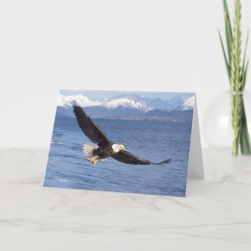 bald eagle Haliaeetus leucocephalus in flight 4 Card