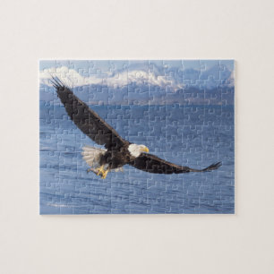 bald eagle, Haliaeetus leucocephalus, in flight 4 Jigsaw Puzzle
