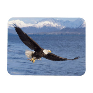 bald eagle, Haliaeetus leucocephalus, in flight 4 Magnet