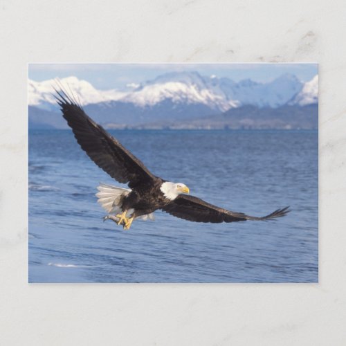 bald eagle Haliaeetus leucocephalus in flight 4 Postcard