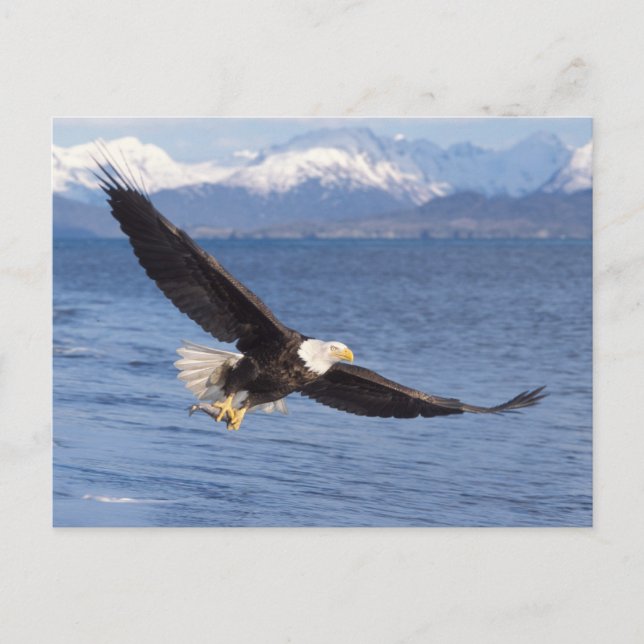 bald eagle, Haliaeetus leucocephalus, in flight 4 Postcard (Front)