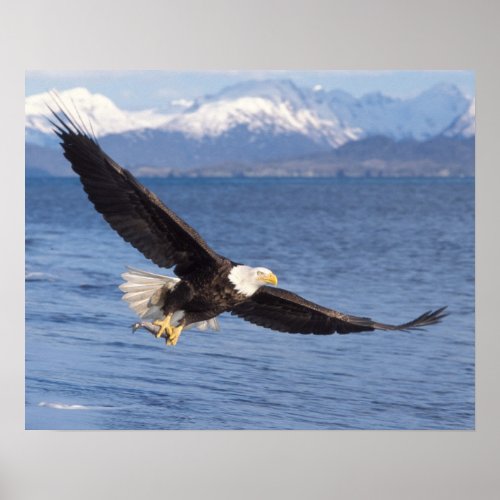 bald eagle Haliaeetus leucocephalus in flight 4 Poster