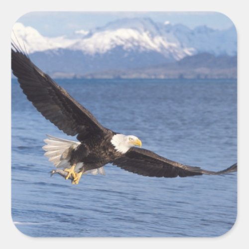 bald eagle Haliaeetus leucocephalus in flight 4 Square Sticker