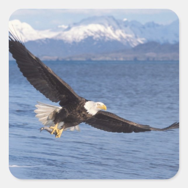 bald eagle, Haliaeetus leucocephalus, in flight 4 Square Sticker (Front)