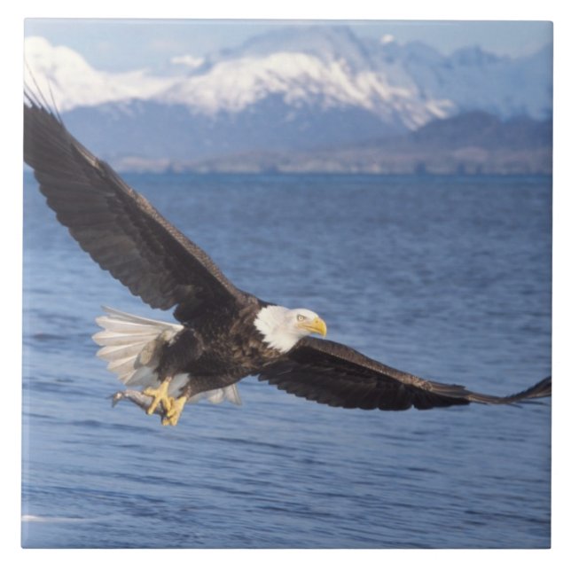 bald eagle, Haliaeetus leucocephalus, in flight 4 Tile (Front)