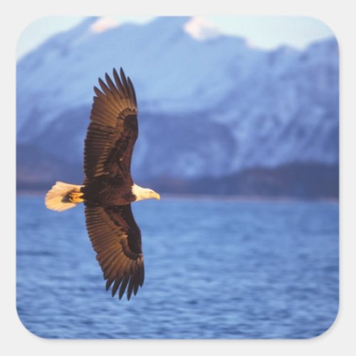 bald eagle Haliaeetus leucocephalus in flight Square Sticker