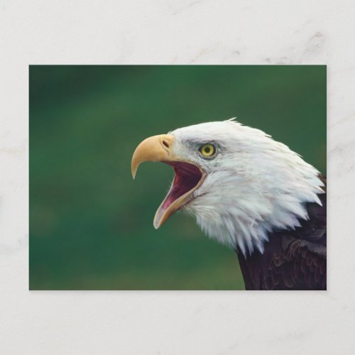 Bald Eagle Haliaeetus leucocephalus Postcard