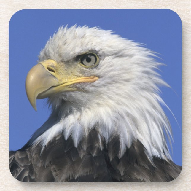 Bald Eagle, (Haliaeetus leucocephalus), wild, Beverage Coaster (Front)