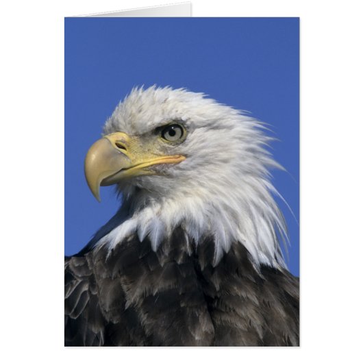 Bald Eagle, (Haliaeetus leucocephalus), wild, Cards (Front)