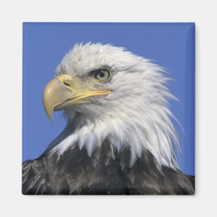 Bald Eagle, (Haliaeetus leucocephalus), wild, Magnet