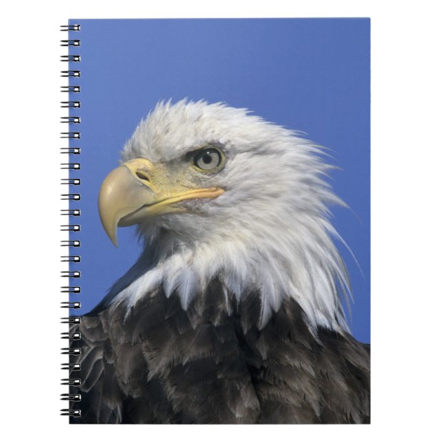 Bald Eagle, (Haliaeetus leucocephalus), wild, Notebook (Front)