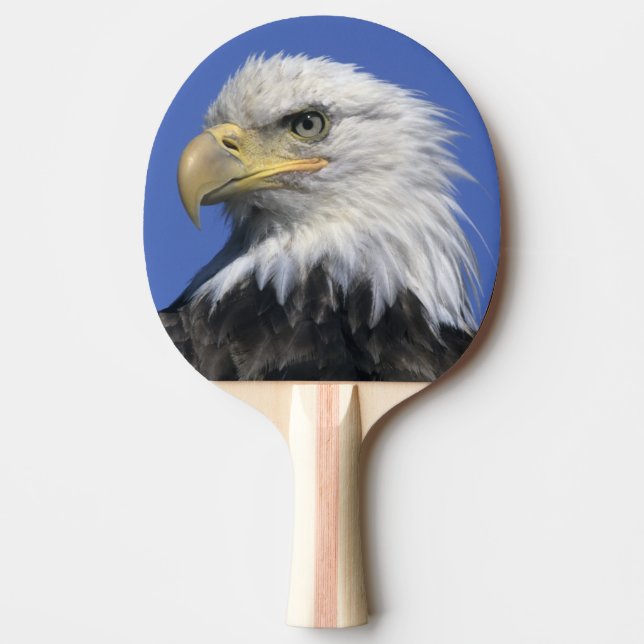 Bald Eagle, (Haliaeetus leucocephalus), wild, Ping-Pong Paddle (Front)