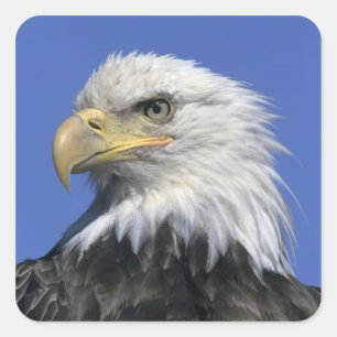 Bald Eagle, (Haliaeetus leucocephalus), wild, Square Sticker