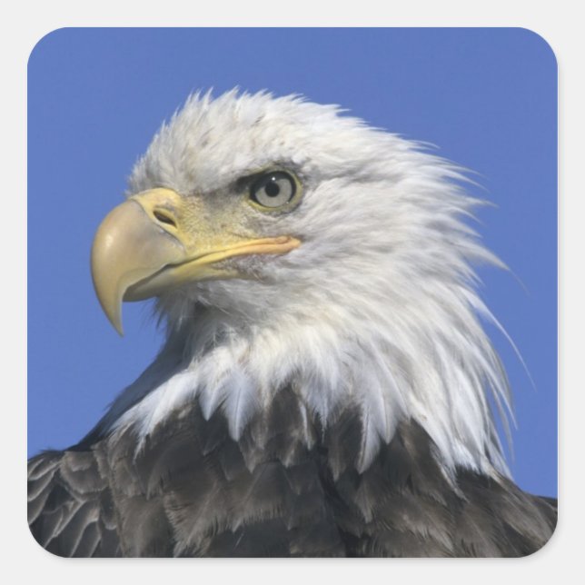 Bald Eagle, (Haliaeetus leucocephalus), wild, Square Sticker (Front)