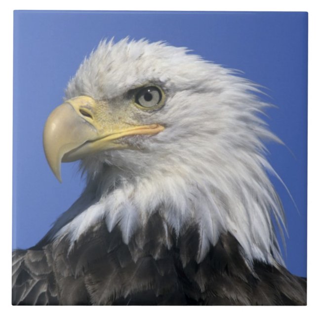 Bald Eagle, (Haliaeetus leucocephalus), wild, Tile (Front)