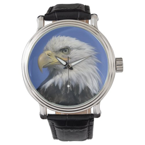 Bald Eagle Haliaeetus leucocephalus wild Watch