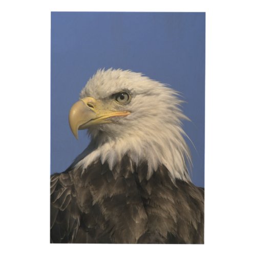 Bald Eagle Haliaeetus leucocephalus wild Wood Wall Art