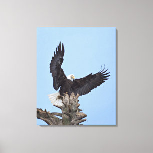 Bald Eagle (Haliaeetus leucocephalus) with wings Canvas Print