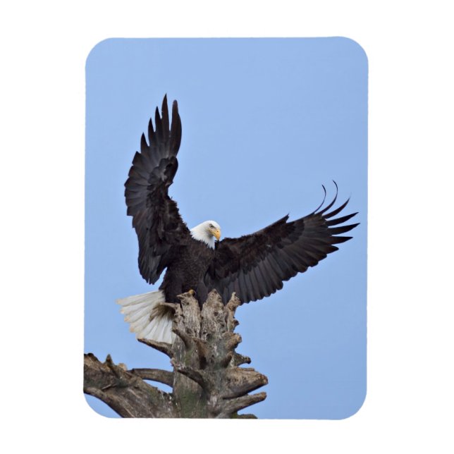 Bald Eagle (Haliaeetus leucocephalus) with wings Magnet (Vertical)