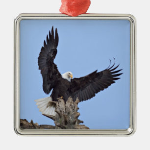 Bald Eagle (Haliaeetus leucocephalus) with wings Metal Ornament
