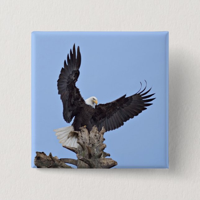 Bald Eagle (Haliaeetus leucocephalus) with wings Pinback Button (Front)