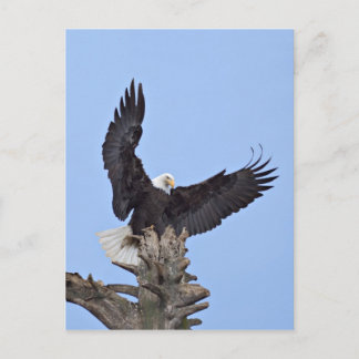 Bald Eagle (Haliaeetus leucocephalus) with wings Postcard