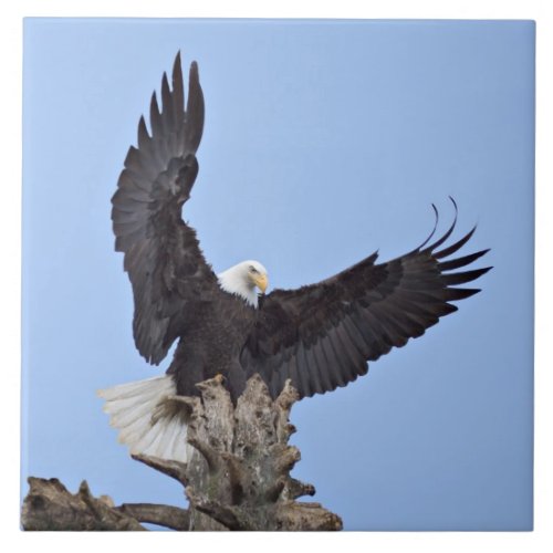 Bald Eagle Haliaeetus leucocephalus with wings Tile