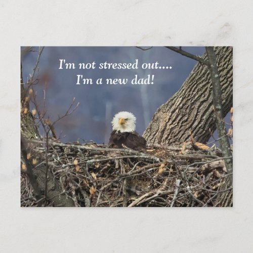 Bald Eagle having a bad hair day Postcard