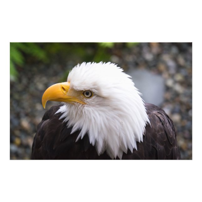 Bald Eagle Head Photo Print (Front)