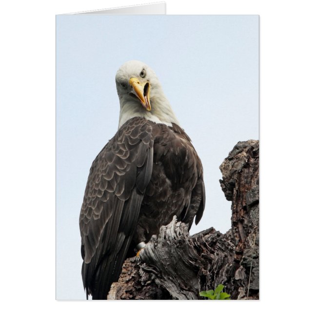 Bald Eagle Hello Cards (Front)