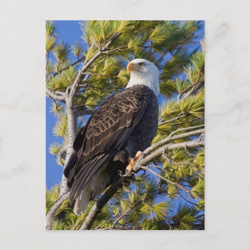 Bald Eagle I Postcard