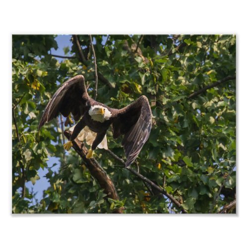 Bald Eagle In A Batman Pose Photo Print