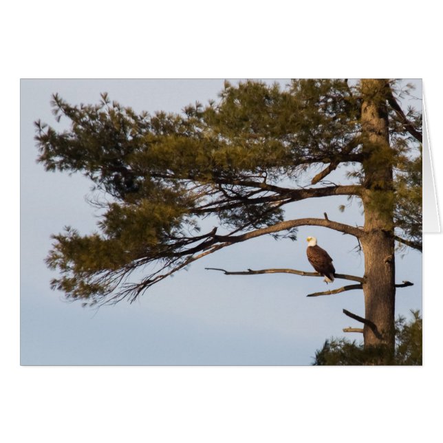 Bald Eagle In A Pine Tree Cards (Front Horizontal)