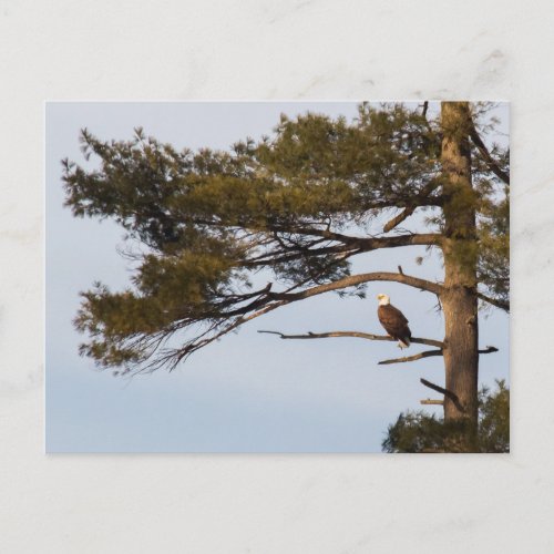 Bald Eagle In A Pine Tree Postcard