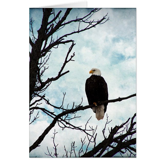 Bald Eagle in a Tree With Blue Sky and Clouds Cards (Front)